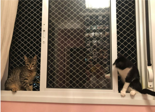 Redes de Proteção para Pet
