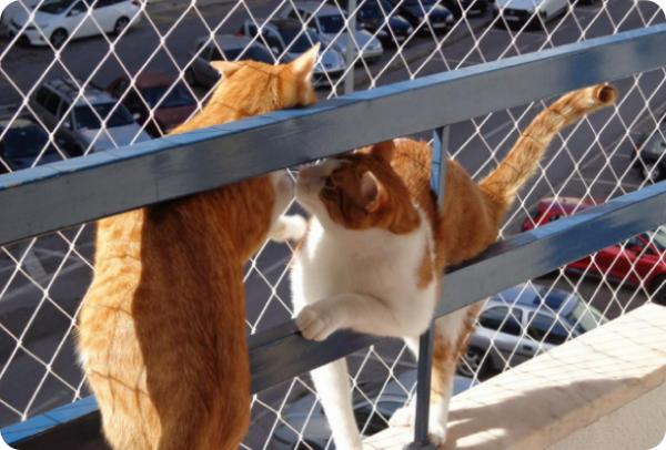 Rede de segurança Protect4You aplicada para gatos domésticos
