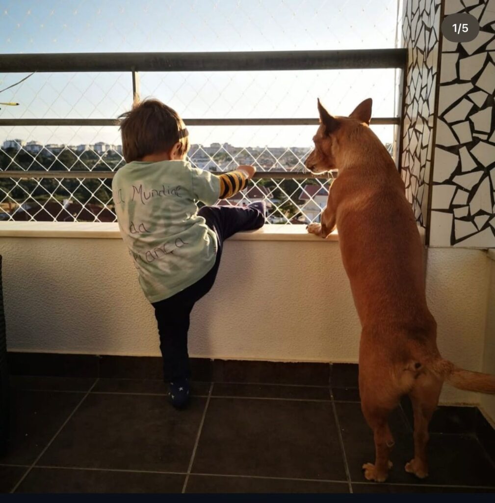 Rede de proteção para segurança infantil em Lisboa – Janelas seguras