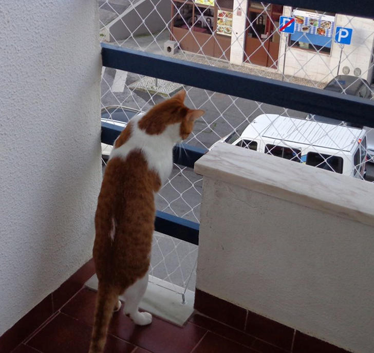 Rede de proteção para gatos em Lisboa – Segurança para seu pet