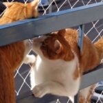 Rede para gatos instalada em varanda de apartamento com acabamento discreto