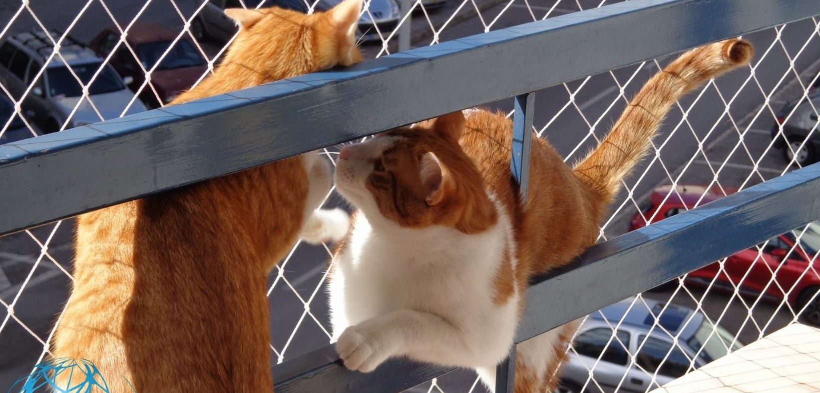 Rede para gatos instalada em varanda de apartamento com acabamento discreto