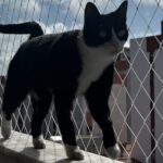 Rede para gatos instalada em varanda de apartamento com acabamento discreto