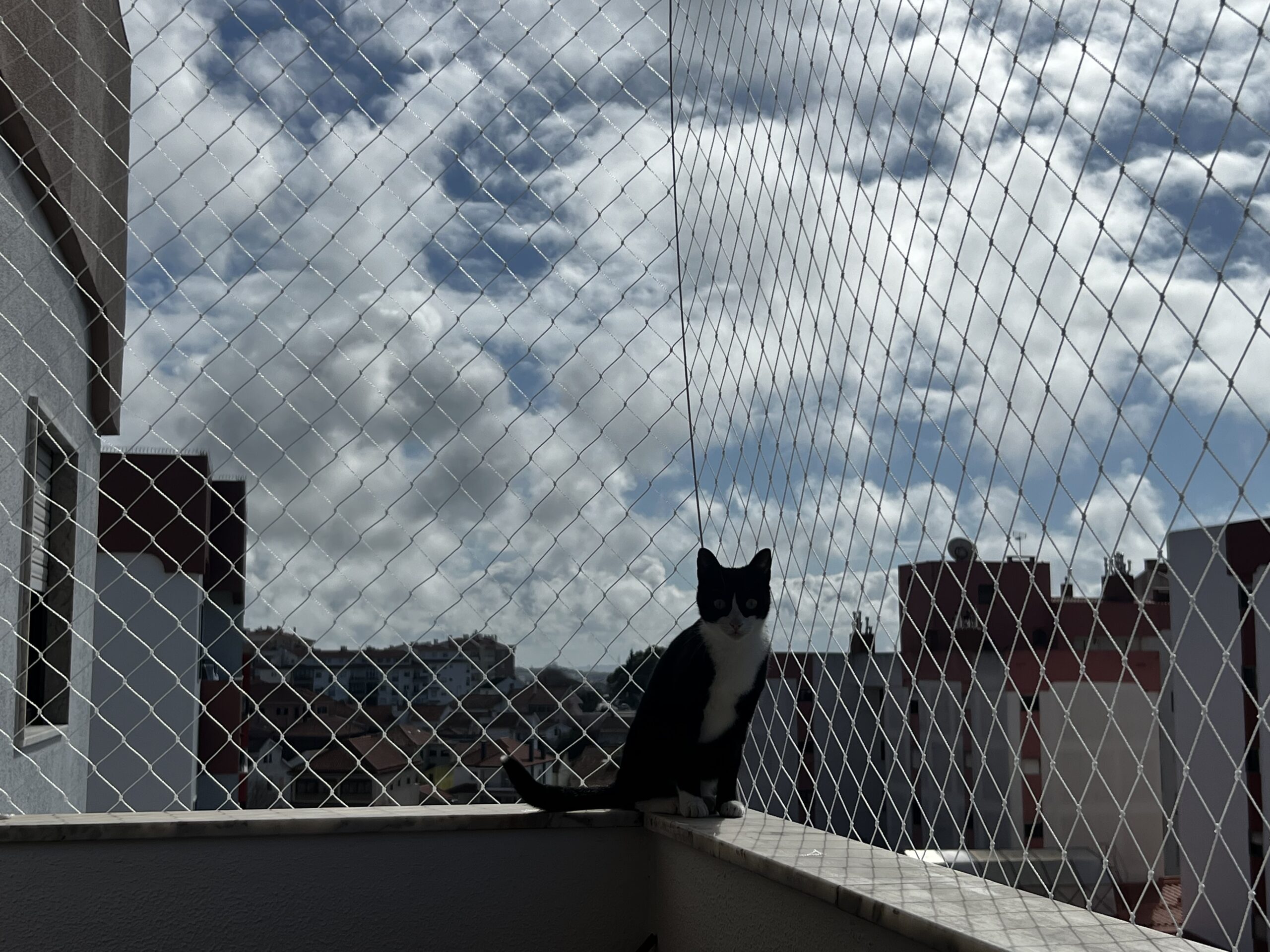 rede proteção gatos Porto em janela com instalação profissional