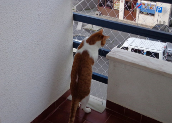 Proteção com rede Protect4You em apartamento com gatos