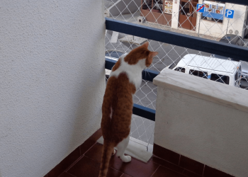 Proteção com rede Protect4You em apartamento com gatos