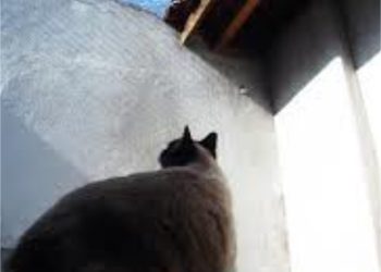 gato roiroi