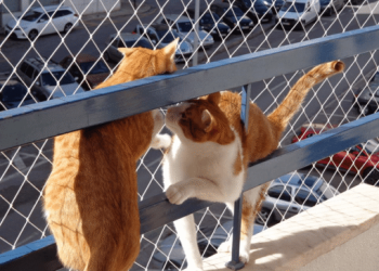 Rede Protect4You para segurança de gatos curiosos