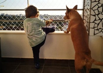 Rede de proteção para segurança infantil em Lisboa – Janelas seguras