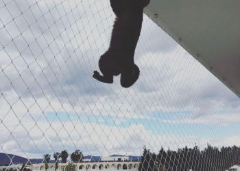 rede de proteçao para gatos varandas