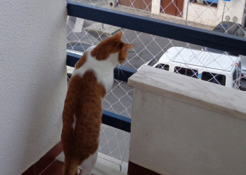 Rede de proteção para gatos em Lisboa – Segurança para seu pet
