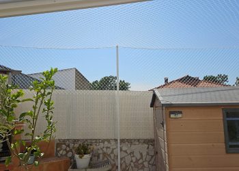 Vida útil rede gatos: Quantos anos realmente