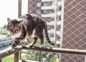 Rede de proteção Protect4You para segurança de gatos em varanda
